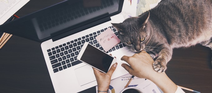 Kot leżący na biurku przy komputerze.