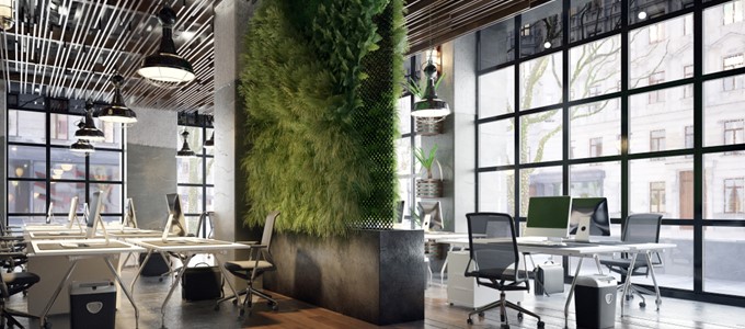 najlepsze rośliny do biura